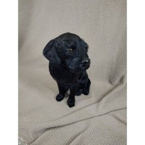Black labrador retriever statue/figuring